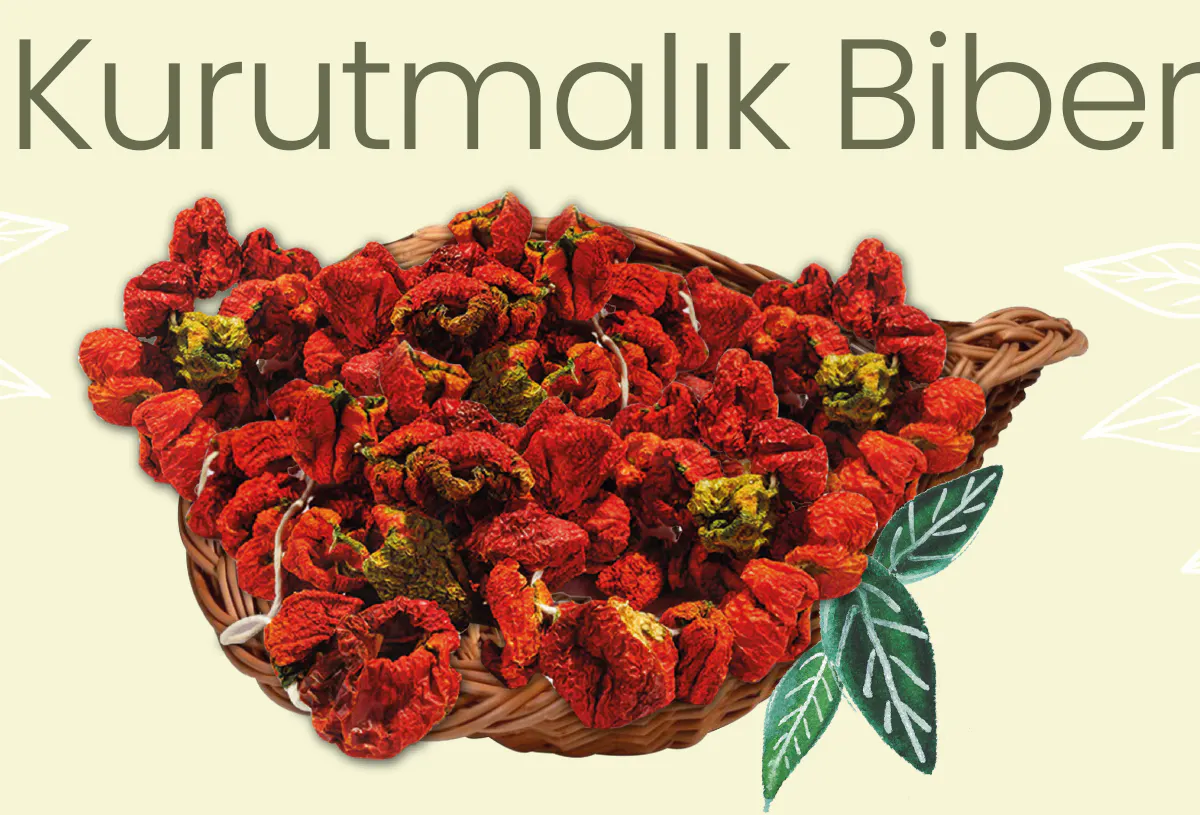 3 Dizim Dolmalık Biber Kurusu